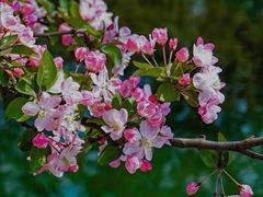 -海棠花溪(元大都城垣遗址公园)