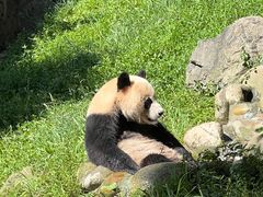 -都江堰中华大熊猫苑