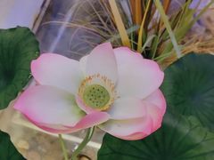 -荷塘秋月·本帮江浙菜(国权路店)