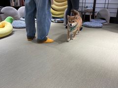 -逗柴咖啡屋·狗咖猫咖宠物桌游
