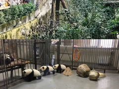 -成都大熊猫繁育研究基地