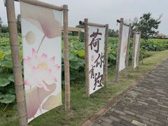 -荷花荡