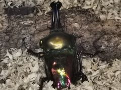 -上海大自然野生昆虫馆(东方明珠·爬宠昆虫探索中心)