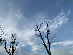 -金鸡湖桃花岛