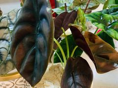 -Rabbit Cafe私房西餐甜点咖啡(栖霞路店)