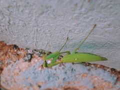 -大京沙滩