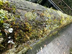 -龙苍沟森林公园
