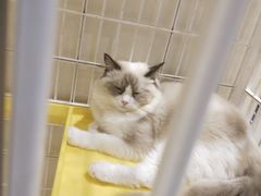 -藏猫猫咖啡主题馆(中央大道店)