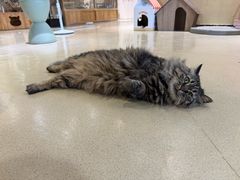 -藏猫猫咖啡主题馆(中央大道店)