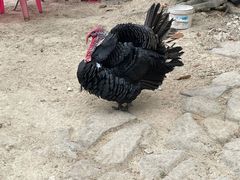 -海南热带雨林国家公园吊罗山景区