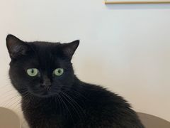 -有喵·猫咖·狗咖·30几只猫10只小狗(岗厦店)