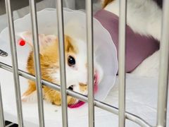 -中农国际动物医院24小时·猫科·骨科·急重症中心