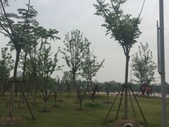 -上海长兴岛郊野公园