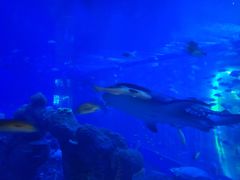 -成都浩海立方海洋公园
