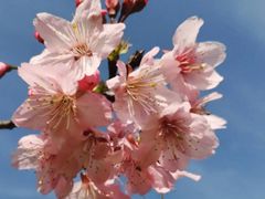 -天适樱花悠乐园