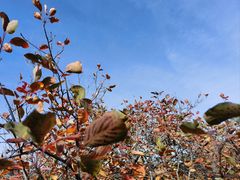 -北京西山国家森林公园