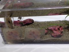 -西雅图水族馆