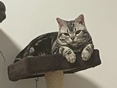 -三花喵·撸猫购宠·宠物生活馆(虹桥南丰城店)