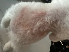 -爱侣宠医·鹦鹉专科·小型哺乳类·异宠专科(灵石路店)