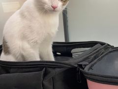 -瑞派名望志远动物医院·猫科·內科·异宠专科(直港大道店)