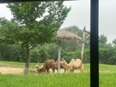 -北京野生动物园
