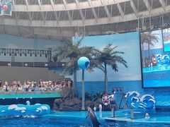 -海合安成都极地海洋公园