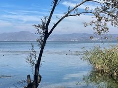 -洱海月湿地公园