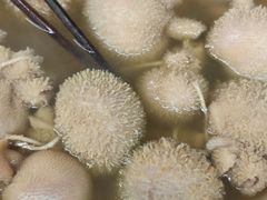 -清真·京华源铜锅涮肉(丰庆店)