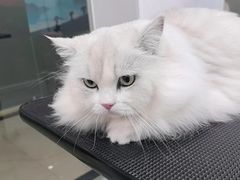 -爱洗澡的猫(天河路店)