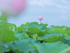 -嘉北郊野公园