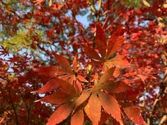-秋霞圃