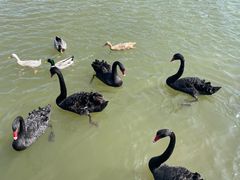 -五缘湾湿地公园