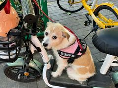 -畜牧兽医站(共江路店)