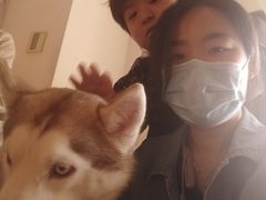-Husky Go! 哈士奇体验馆·宠物咖啡厅狗咖