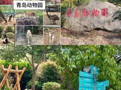-青岛动物园