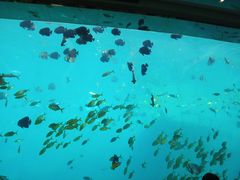 -瑞德姆美人鱼海底演艺主题餐厅(亚龙湾店)