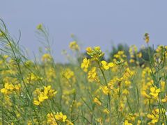 -汉长安城未央宫国家考古遗址公园