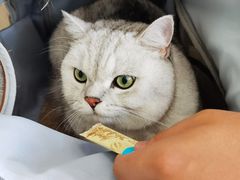 -睿金宠物医院·CT·肿瘤·骨外科