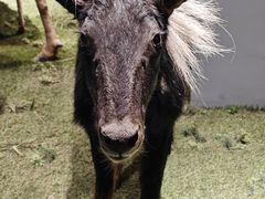 -青藏高原自然博物馆