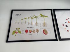 -Torch Coffee 炬点咖啡