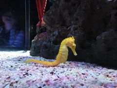 -暹罗海洋世界