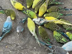 -南宫五洲植物乐园