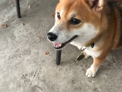 -柴犬高等学院·狗咖·柴犬售卖·宠物训练