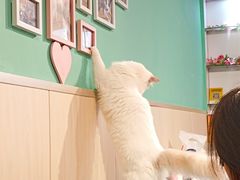 -绒爪撸猫下午茶·猫咖