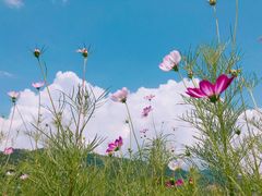 -青峰峡国家森林公园