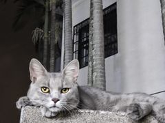 -猫岛主趣味餐厅(鼓浪屿店)