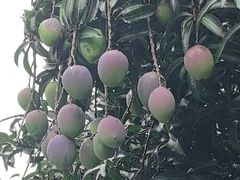 -云溪植物园