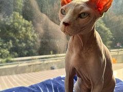 -MOCHA明星猫咖(田子坊店)