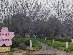 -高东镇樱花园