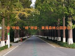 -黄海国家森林公园